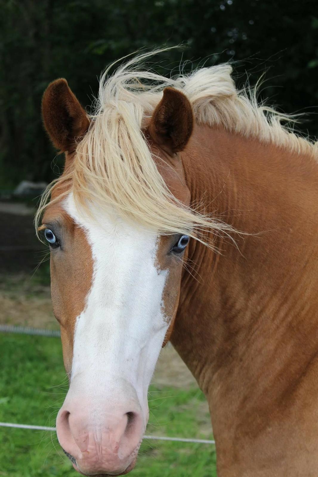 Anden særlig race Goodie Blue billede 3