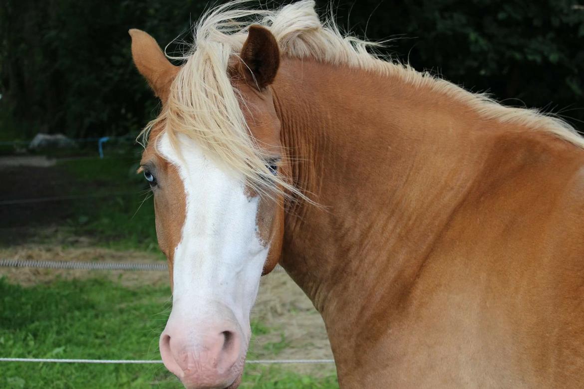 Anden særlig race Goodie Blue billede 13