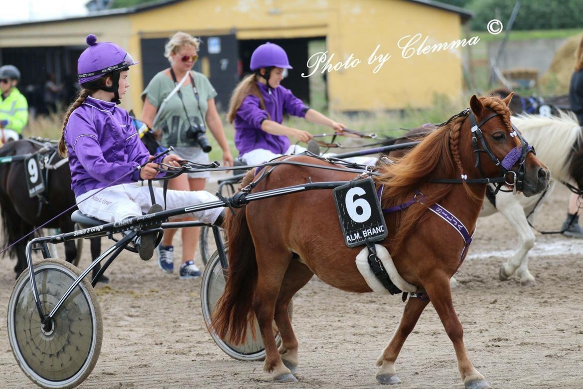 Shetlænder Cecilie billede 12