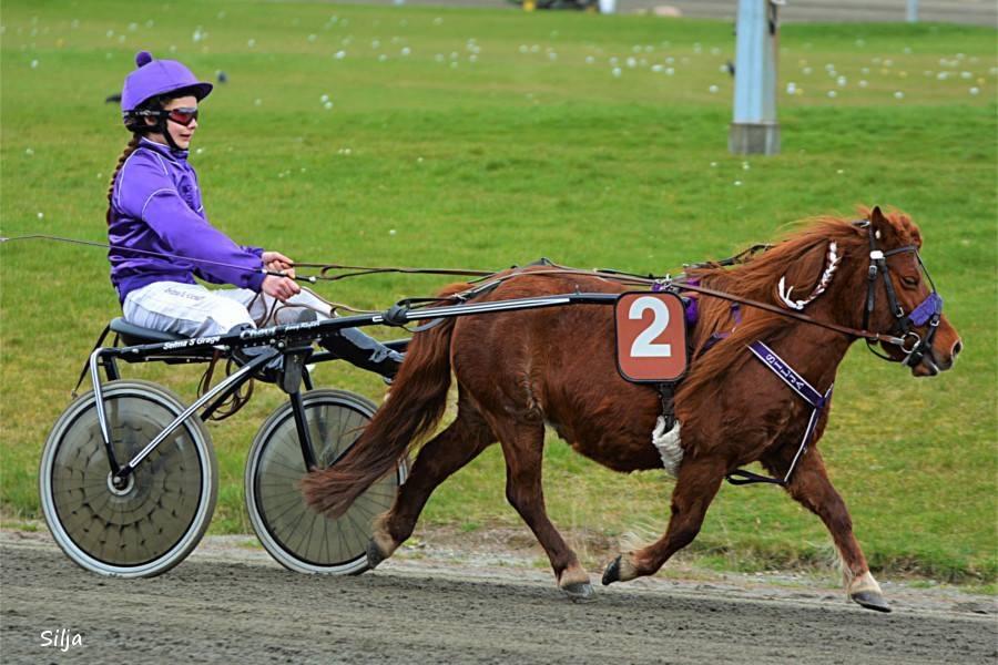 Shetlænder Cecilie - Silja på Lunden. Førsteplads i det første løb af ponyernes eliteserie 2016. billede 11