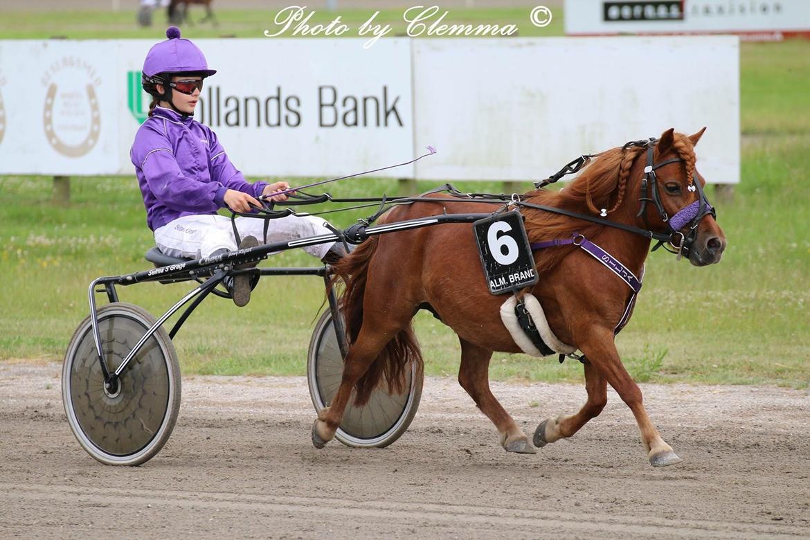 Shetlænder Cecilie - Silja på DM i monte dagen 2016 - Lolland-Falster Travbane. Fotograf: Photo by Clemma billede 1