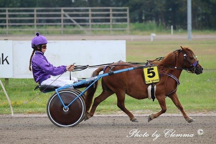 Shetlænder Cecilie billede 13