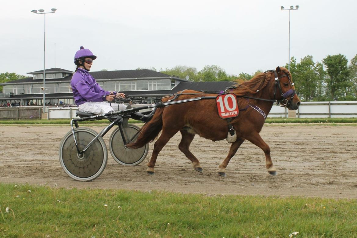 Shetlænder Cecilie - Silja varmer op til andet løb i Ponyernes Eliteserie 2016. Denne gang på NKI Racing Arena- Aalborg. billede 14