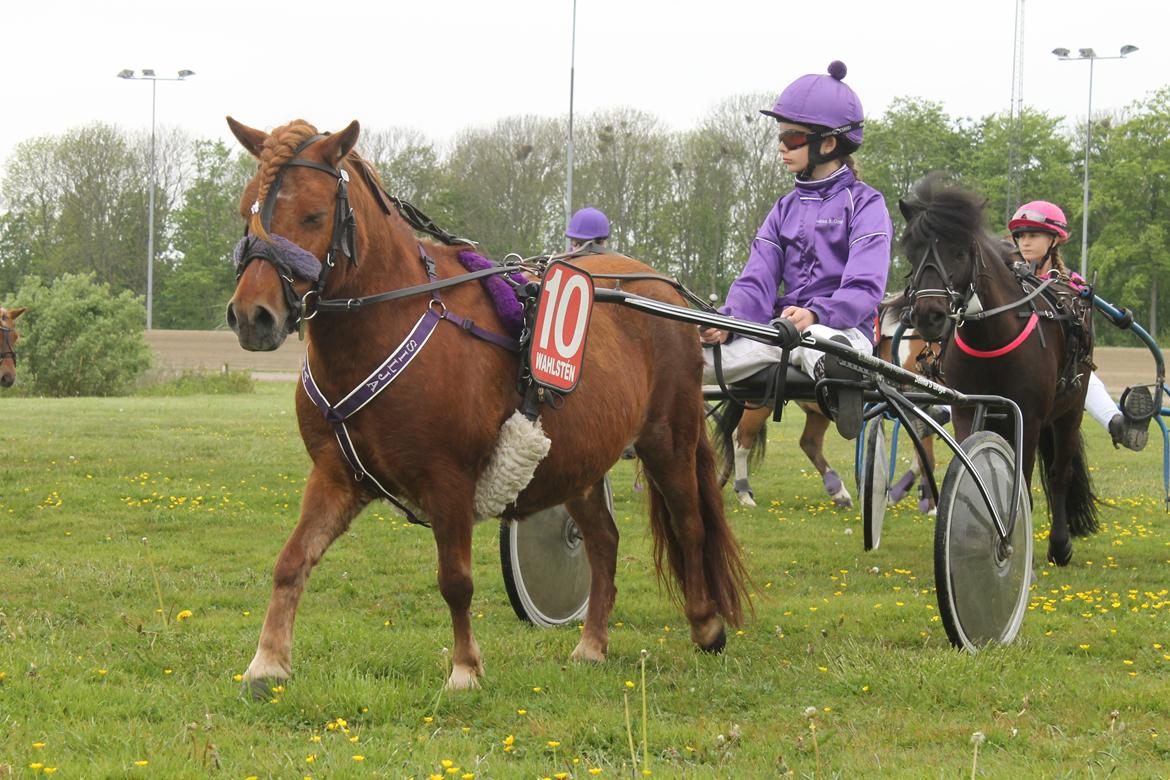 Shetlænder Cecilie billede 15