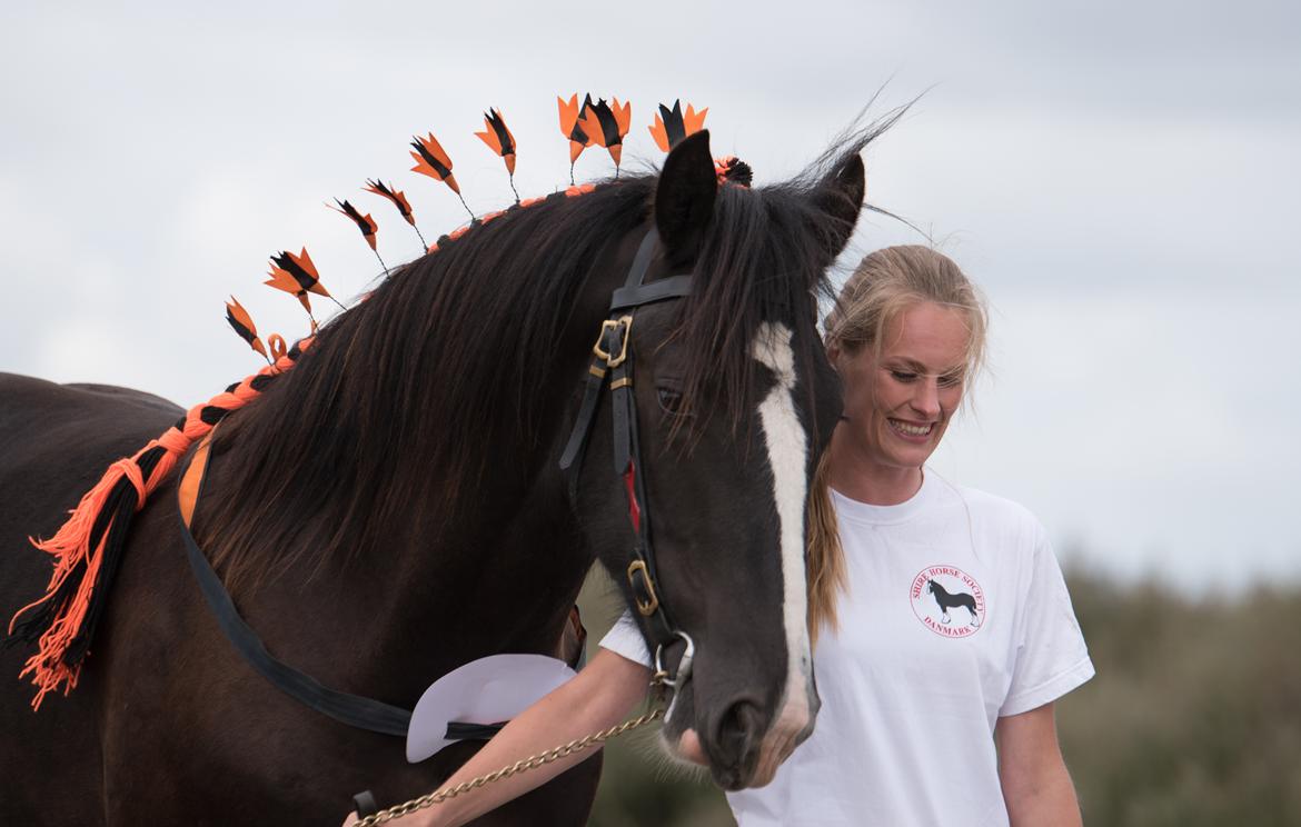 Shire Lønborgs Kronos - Shire Show, August 2016 billede 10