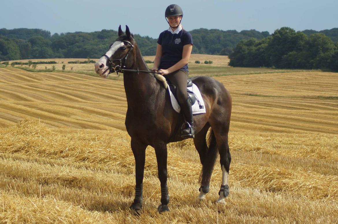 Hollandsk Varmblod Zarona R.I.P  billede 34