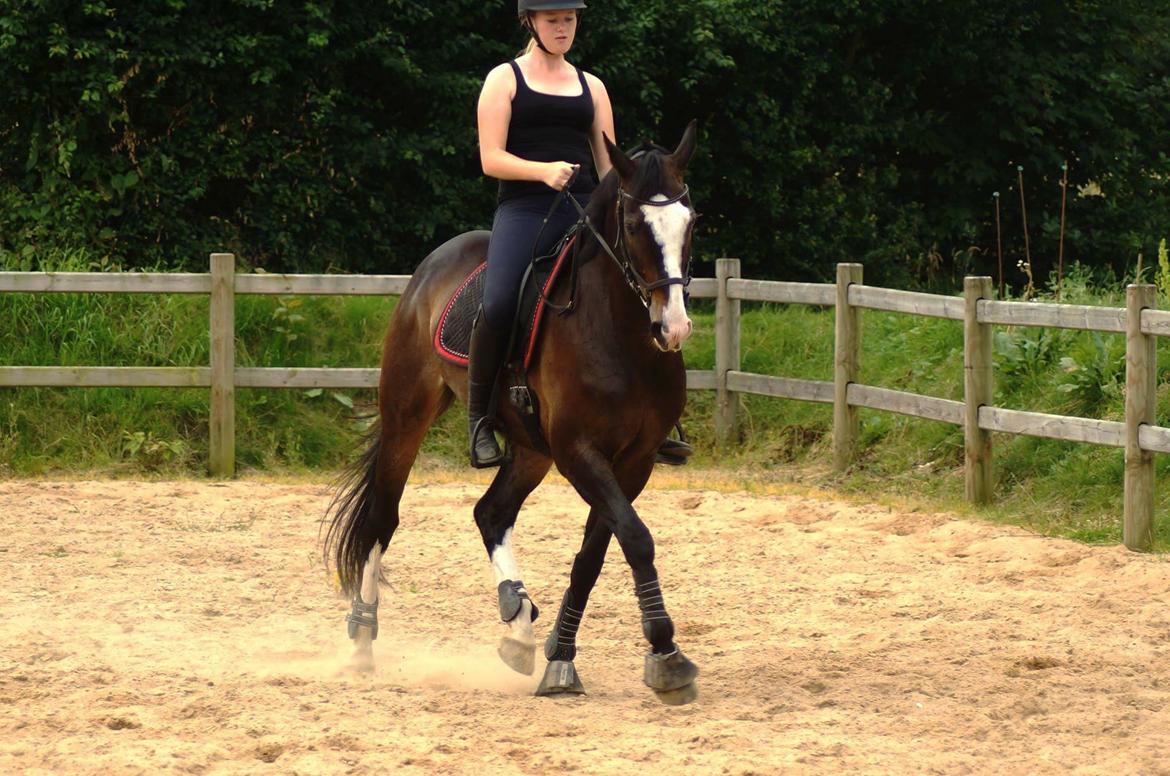 Hollandsk Varmblod Zarona R.I.P  billede 40