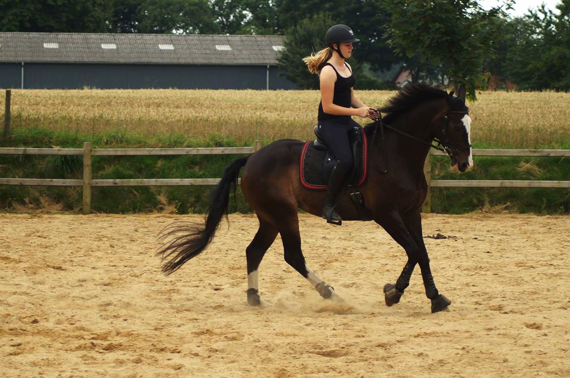 Hollandsk Varmblod Zarona R.I.P  billede 21