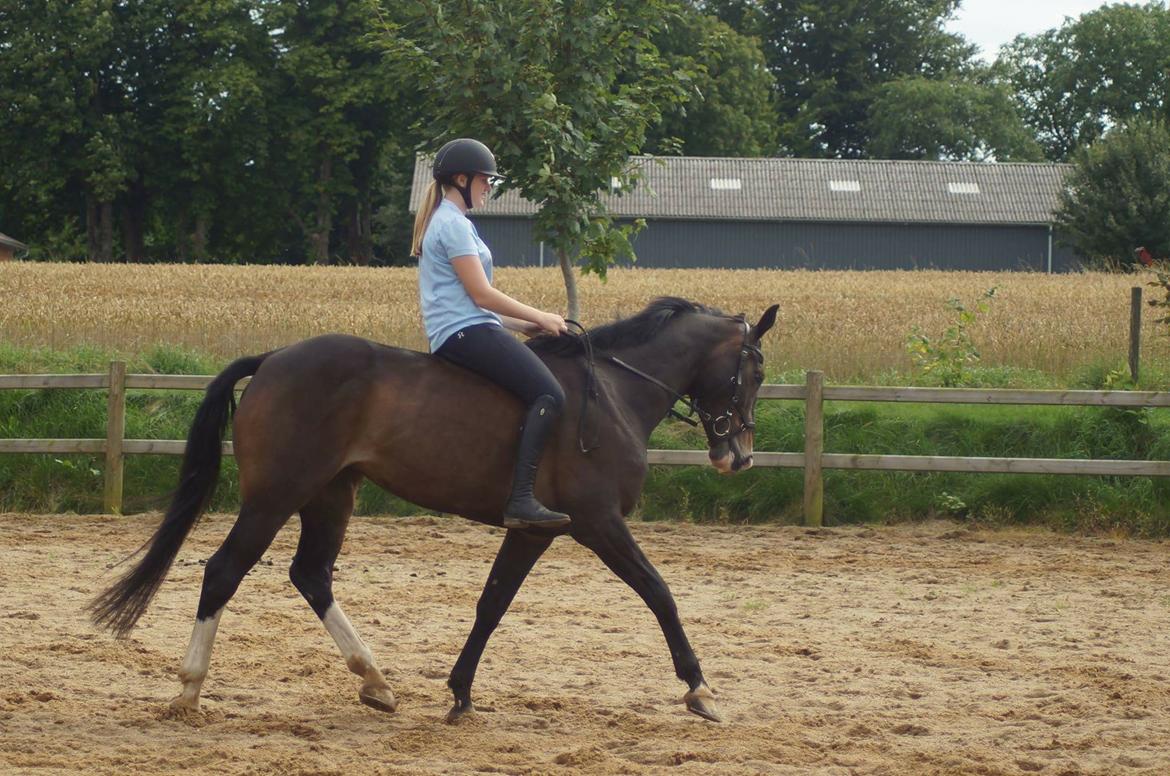 Hollandsk Varmblod Zarona R.I.P  billede 41