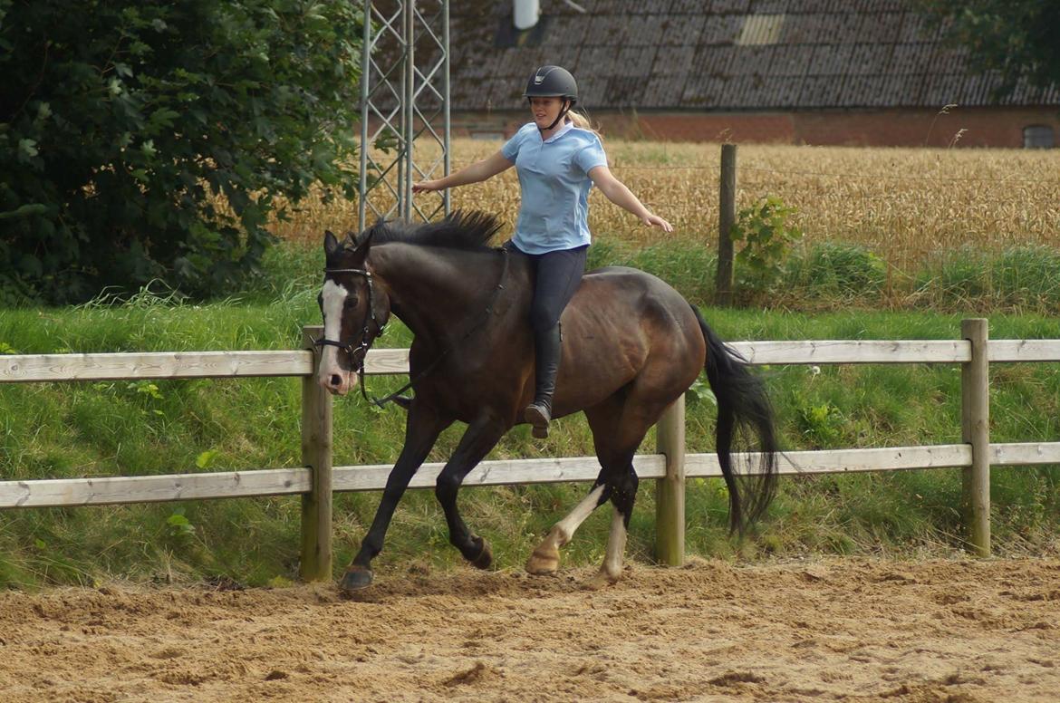 Hollandsk Varmblod Zarona R.I.P  billede 48