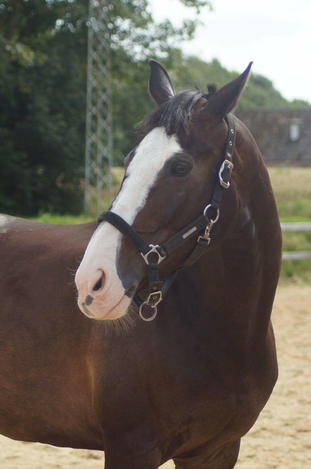 Hollandsk Varmblod Zarona R.I.P  billede 15