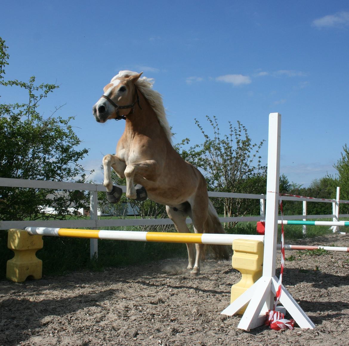 Haflinger Enggårdens Rollo billede 17