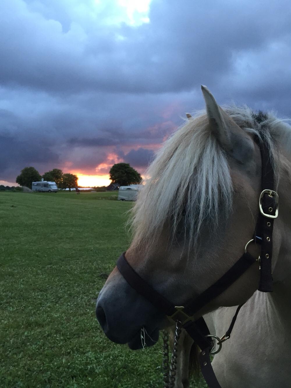 Fjordhest *avlshingst* Mosegårdens Lektor billede 5
