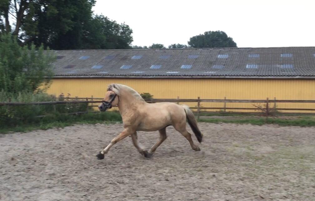 Fjordhest *avlshingst* Mosegårdens Lektor billede 9
