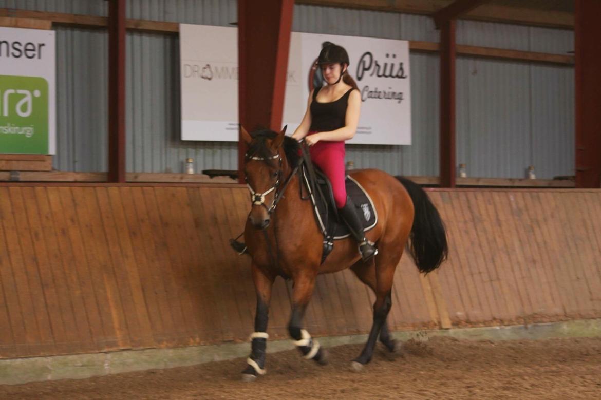 Polsk Varmblod Alvara billede 7