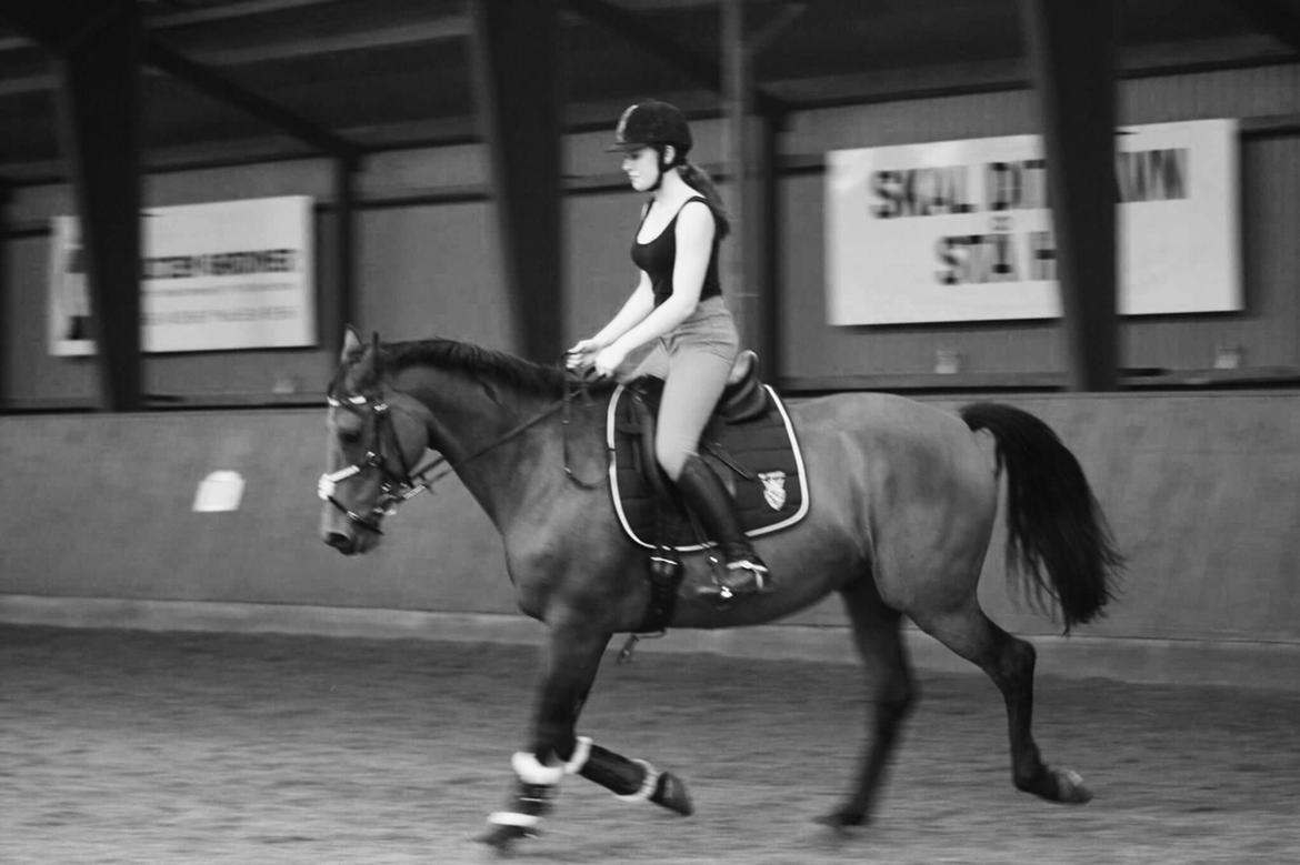 Polsk Varmblod Alvara billede 8