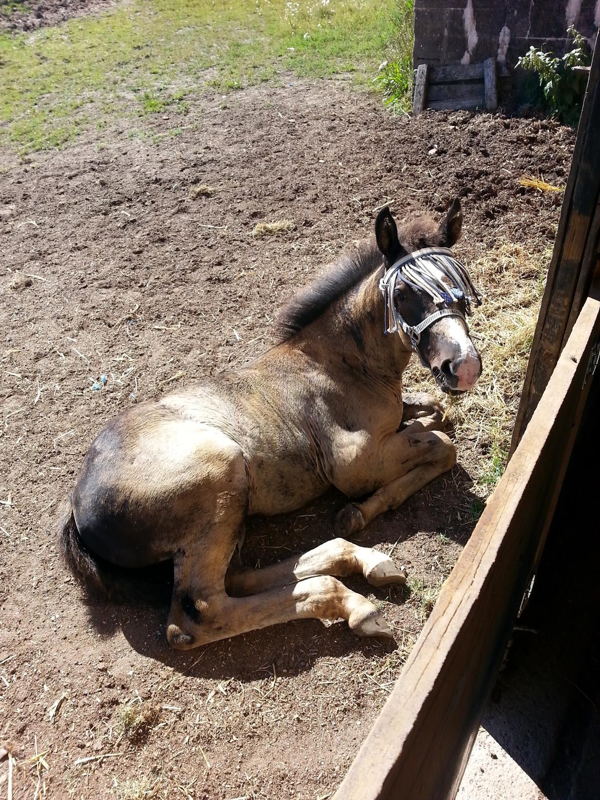 Anden særlig race Dusty Moonlight  - Dusty 12 uger billede 4