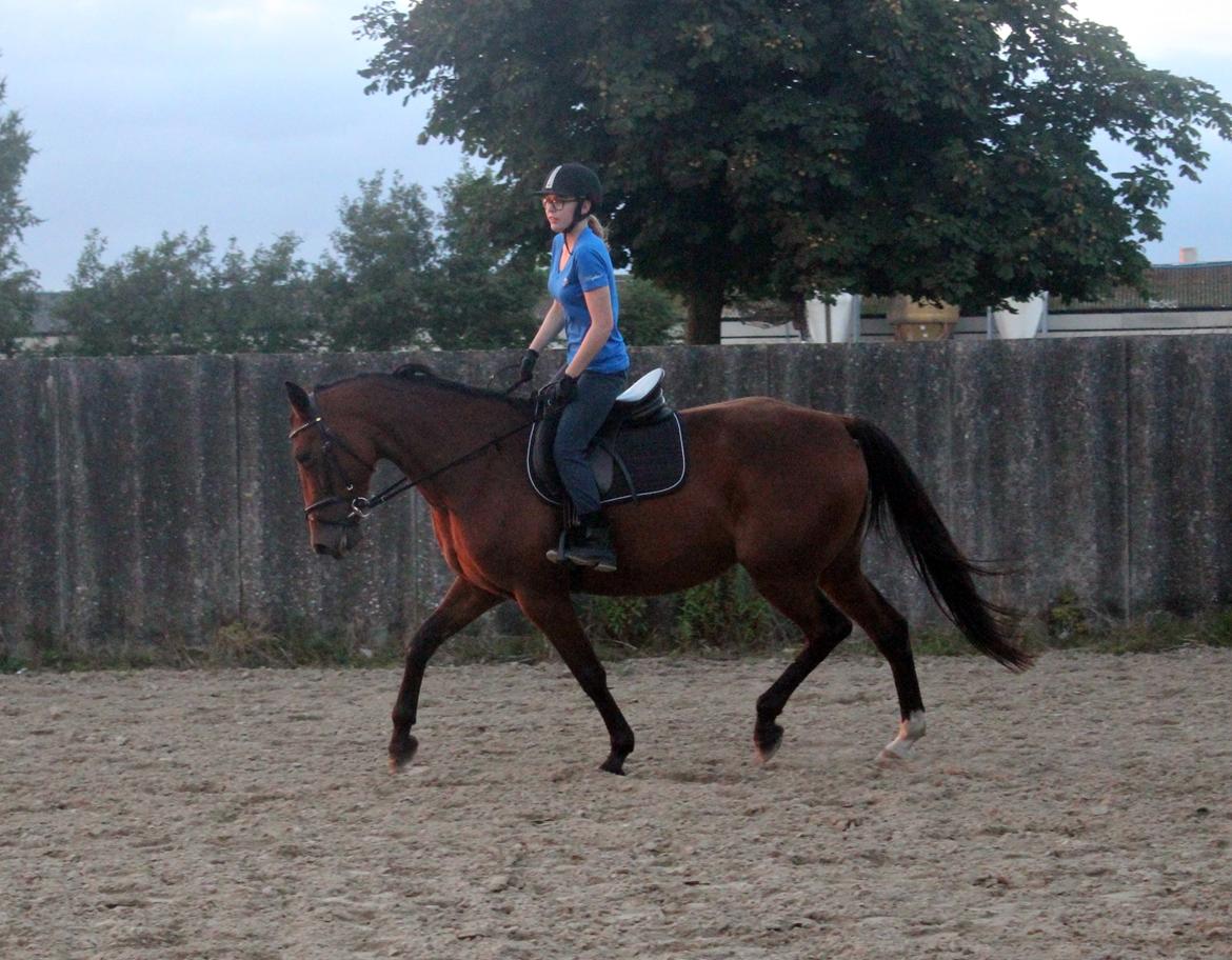 Traver Surprise  billede 5