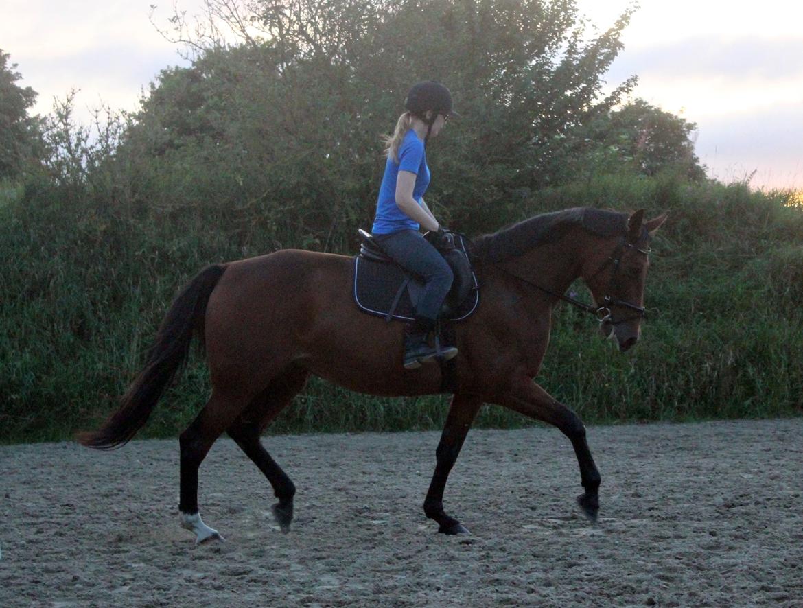 Traver Surprise  billede 11