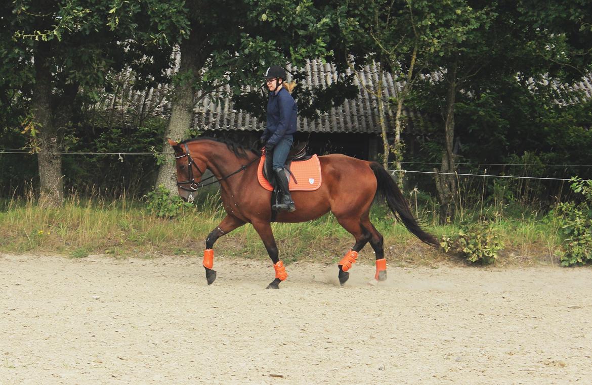 Traver Surprise  billede 6