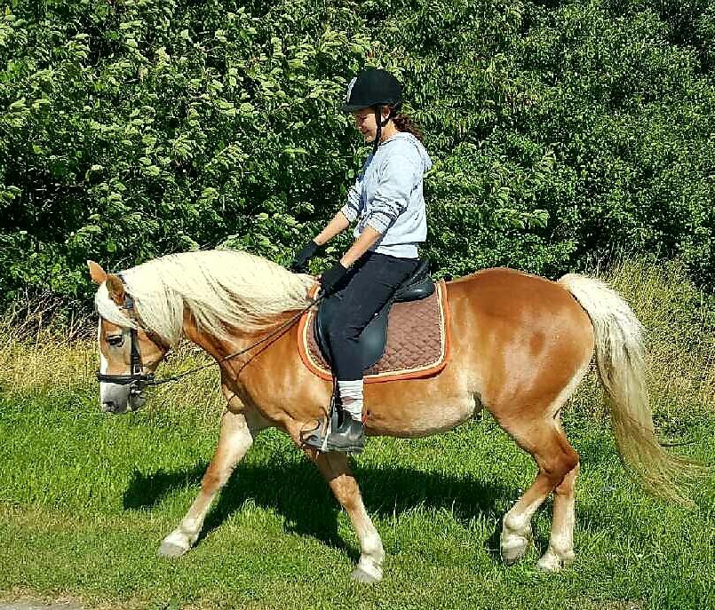 Haflinger Nikita billede 1