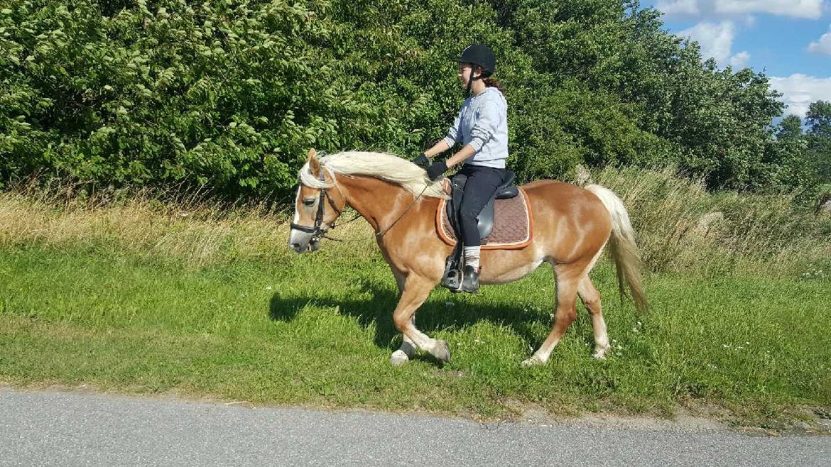 Haflinger Nikita billede 4