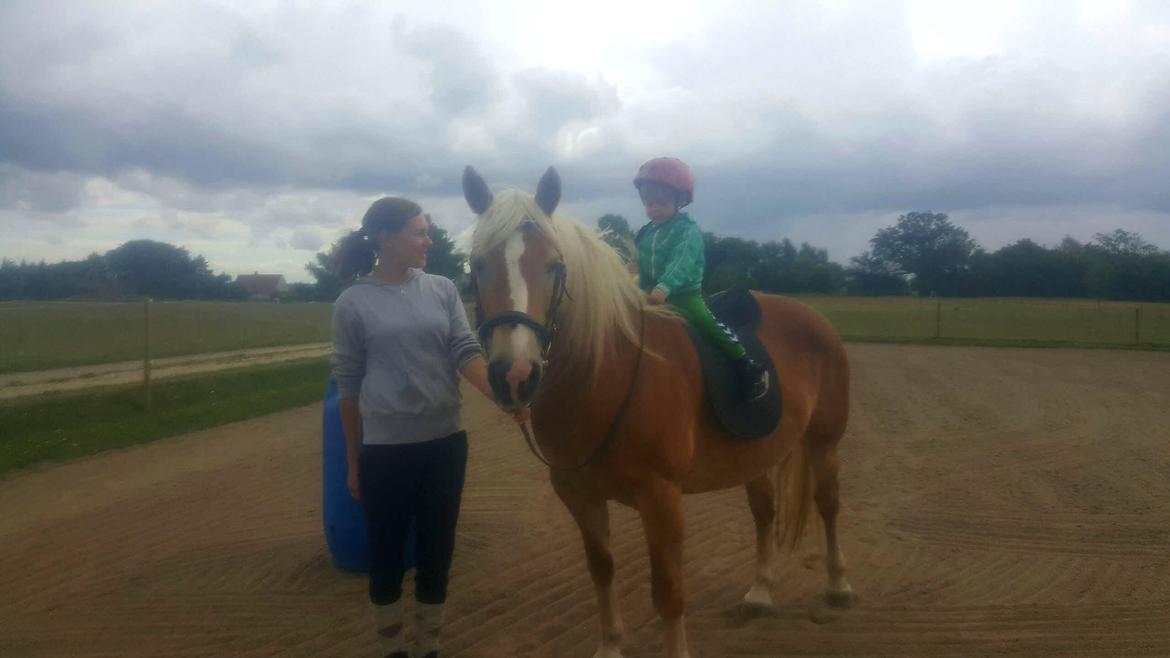 Haflinger Nikita billede 5