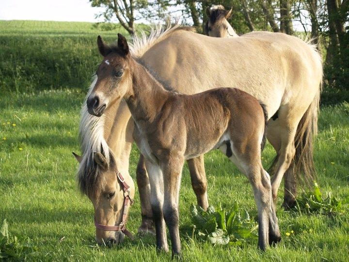 Anden særlig race Hektor - baby Hektor billede 5