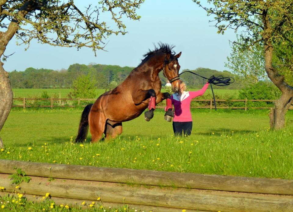 Dansk Varmblod Søkjær's spirit  R.I.P billede 2
