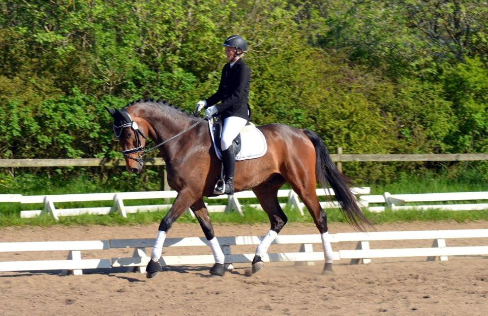 Dansk Varmblod Søkjær's spirit  R.I.P billede 4