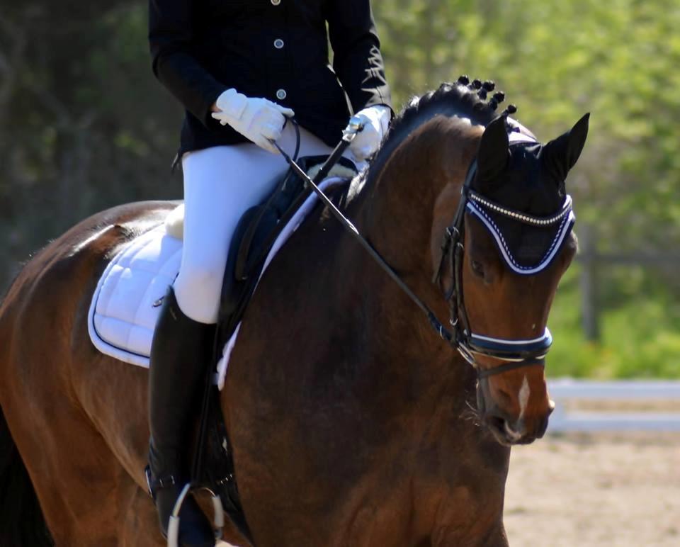 Dansk Varmblod Søkjær's spirit  R.I.P billede 3