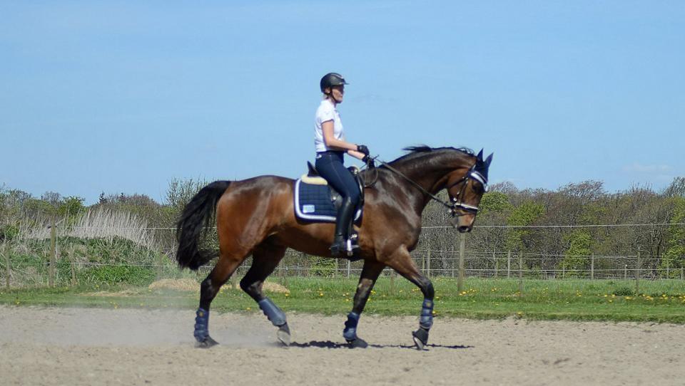 Dansk Varmblod Søkjær's spirit  R.I.P billede 6