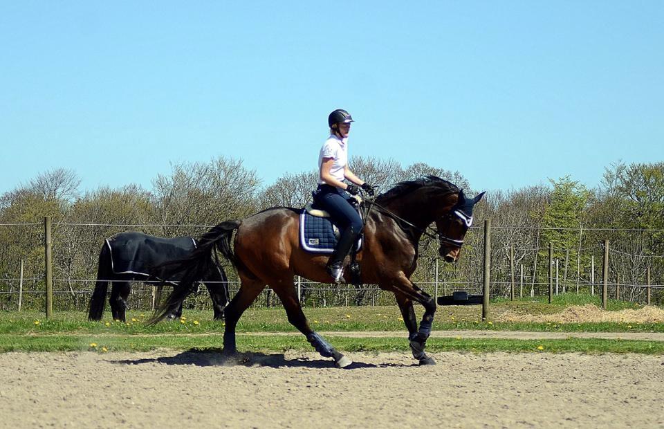 Dansk Varmblod Søkjær's spirit  R.I.P billede 7