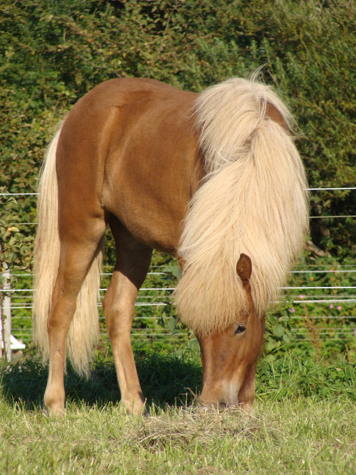 Islænder Gjöf fra Østervang billede 30