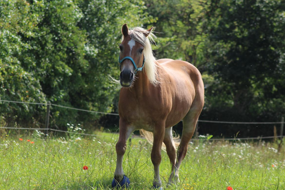 Tyroler Haflinger Astilbe billede 7