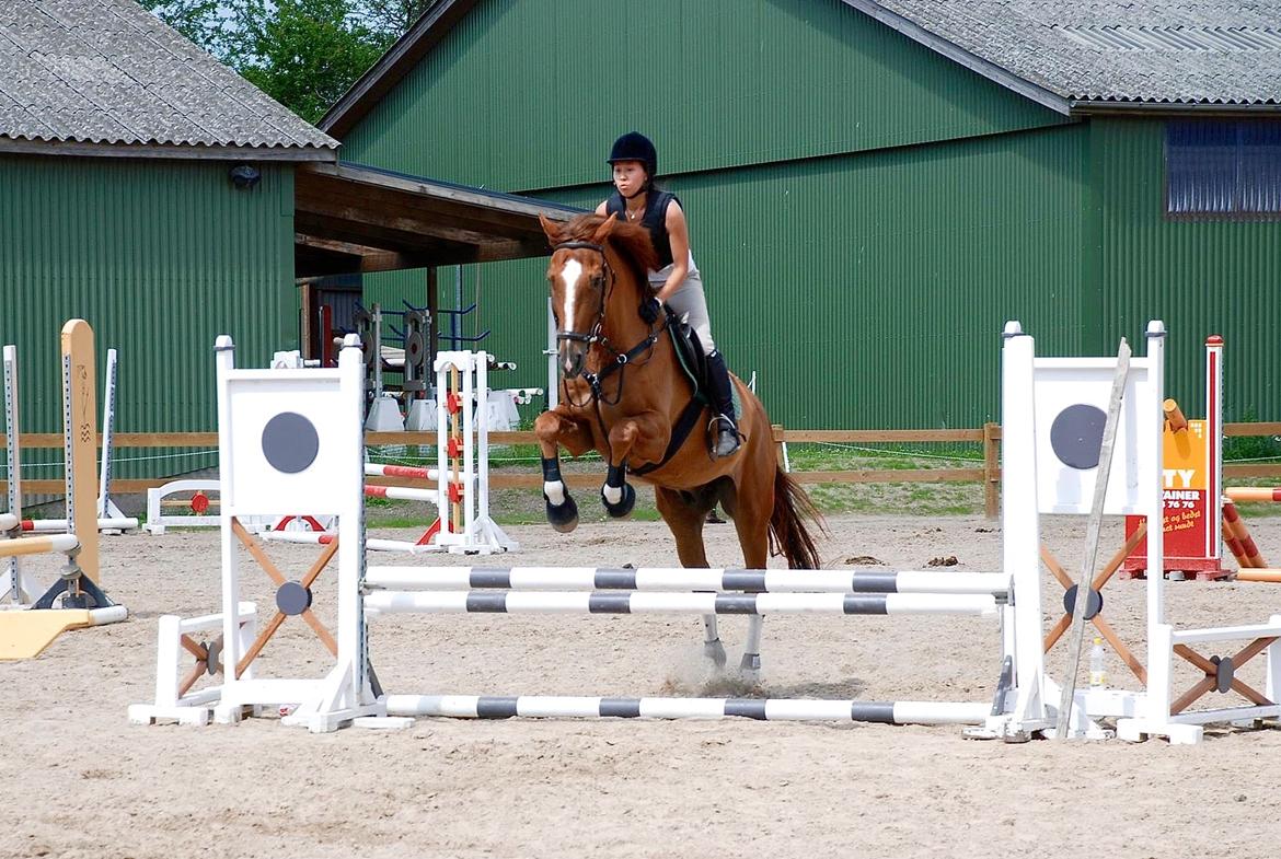 Tysk Oldenburger Lifestyle - Billede taget af Katia Lind billede 13