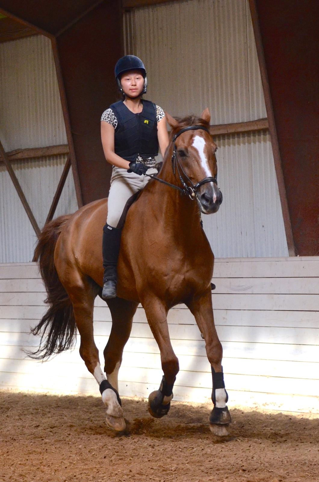 Tysk Oldenburger Lifestyle - Billede taget af Clara Boa billede 16