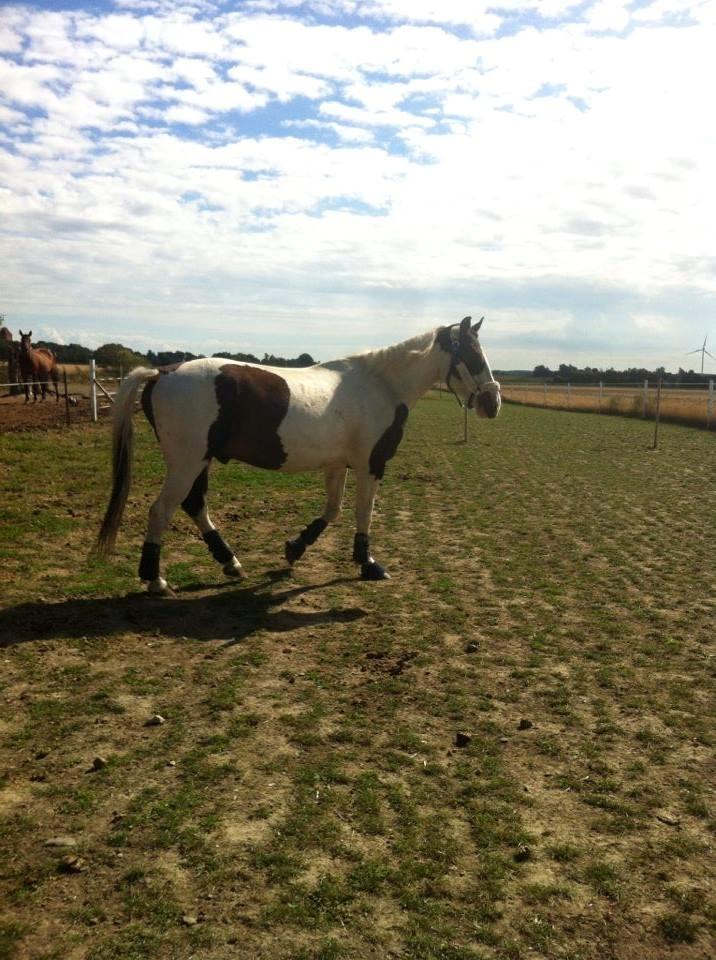 Pinto Tvedvejens kongfu billede 3