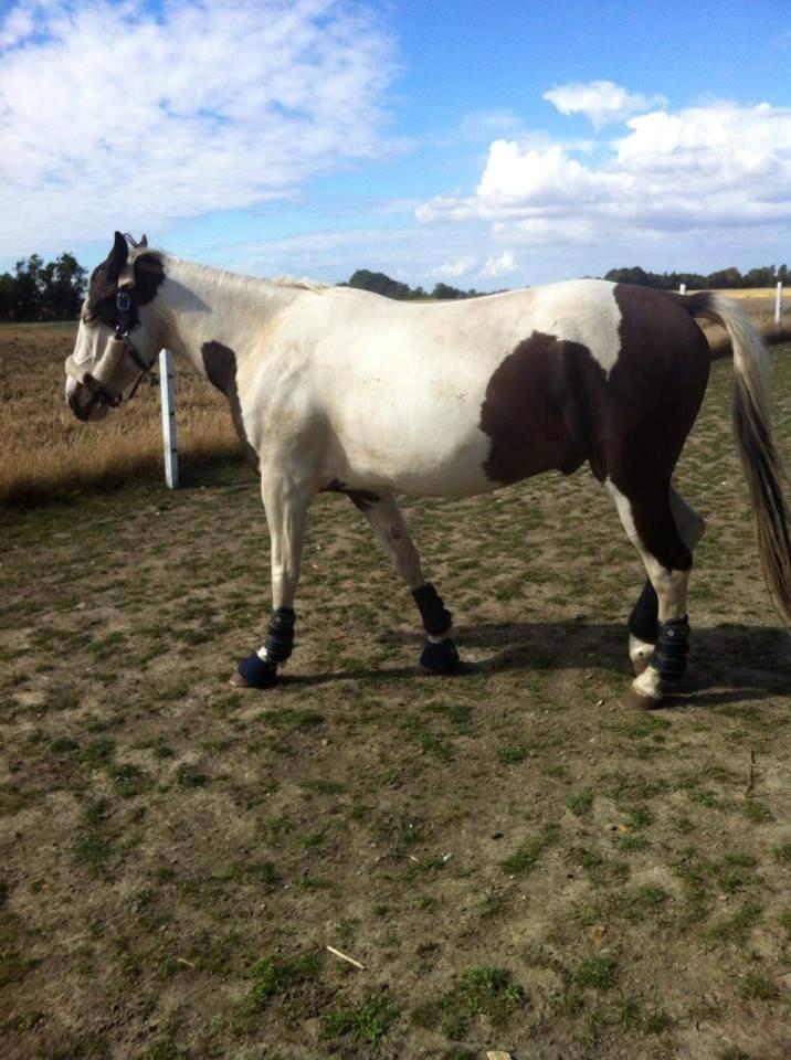 Pinto Tvedvejens kongfu billede 6