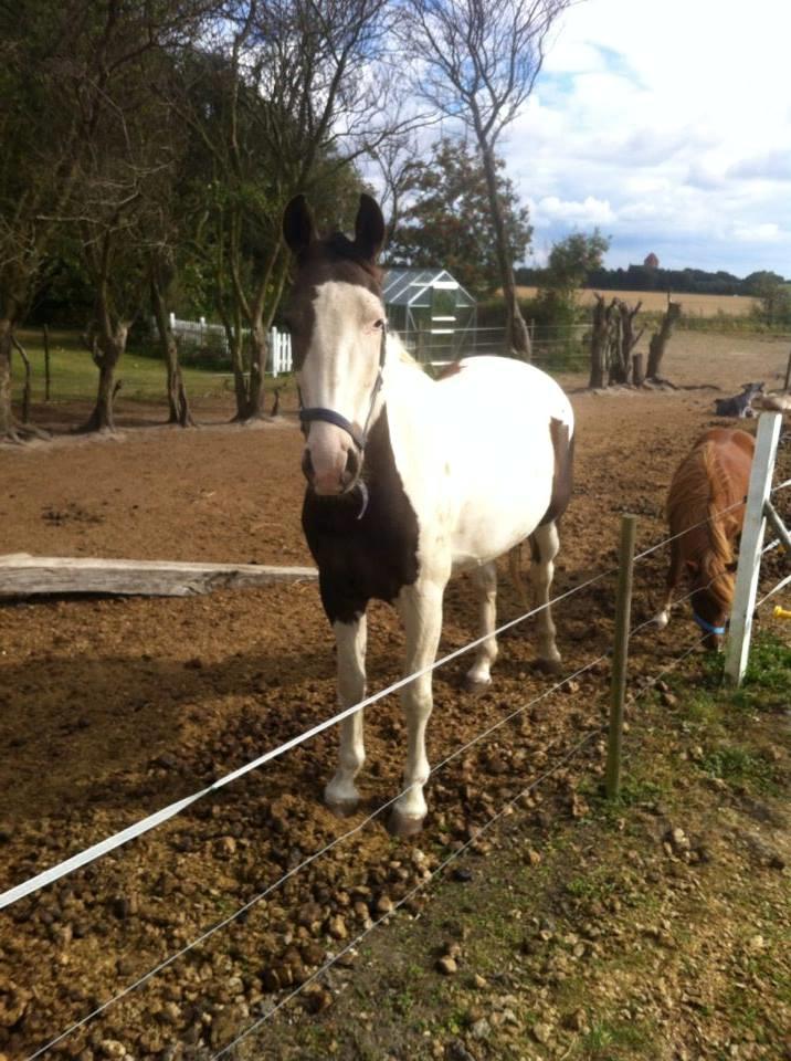 Pinto Tvedvejens kongfu billede 7