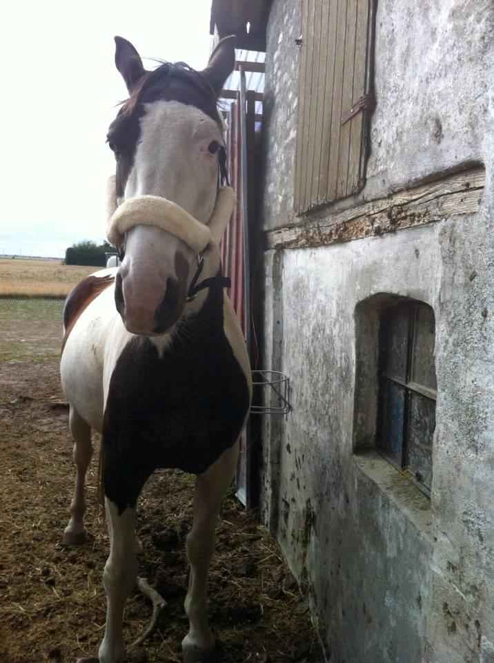 Pinto Tvedvejens kongfu billede 8