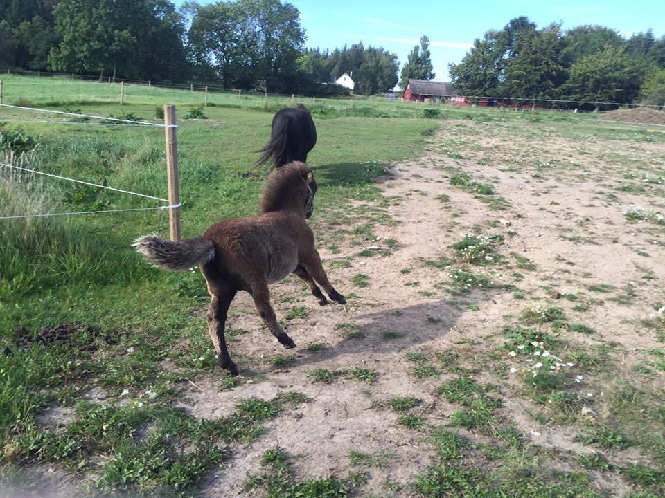 Shetlænder Annagaard Unesco billede 20