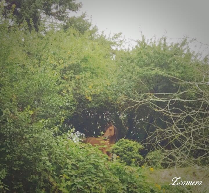 Anden særlig race Unica star billede 2