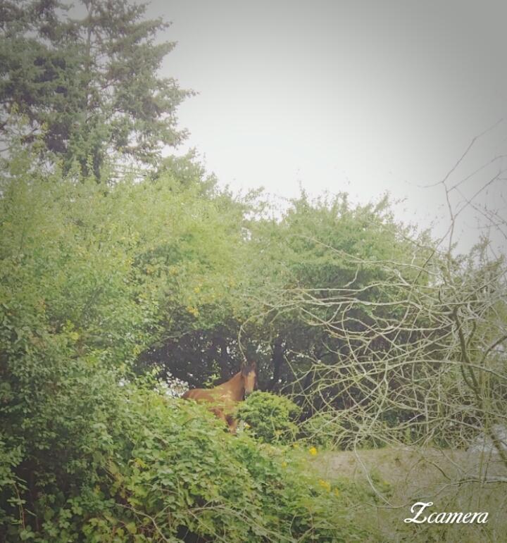 Anden særlig race Unica star billede 3