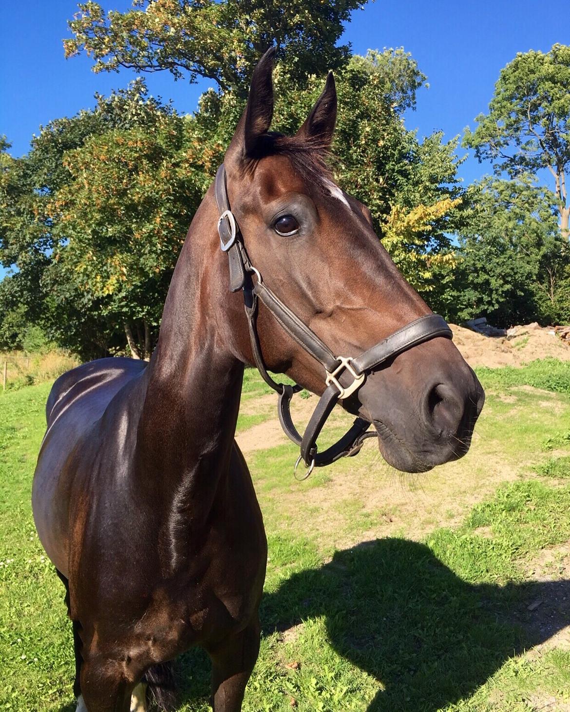 Traver Alica Gold  billede 1