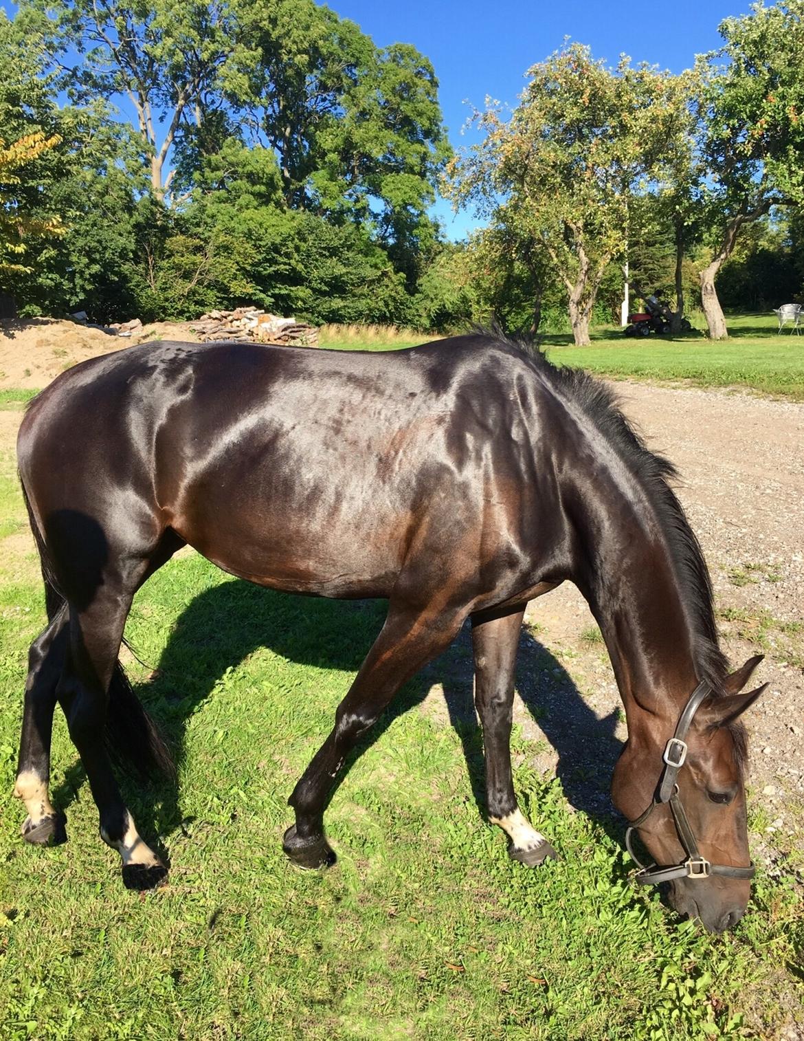 Traver Alica Gold  billede 3