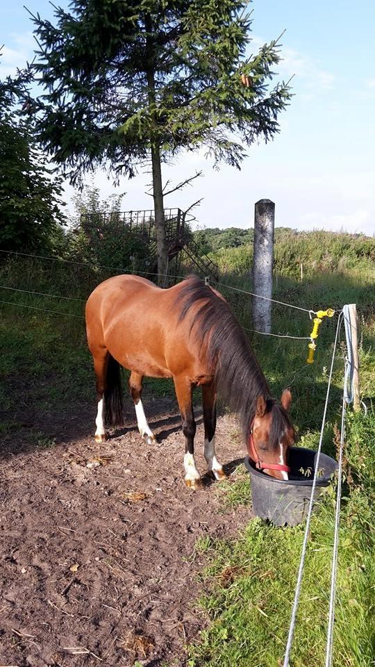 Anden særlig race Jasmin - Billed fra tidligere ejer  billede 1