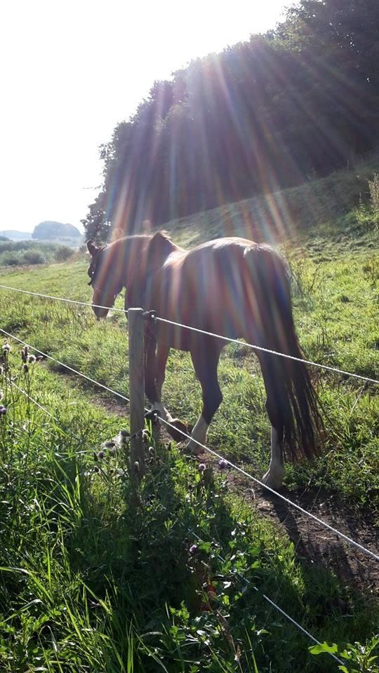 Anden særlig race Jasmin - Billed fra tidligere ejer  billede 3