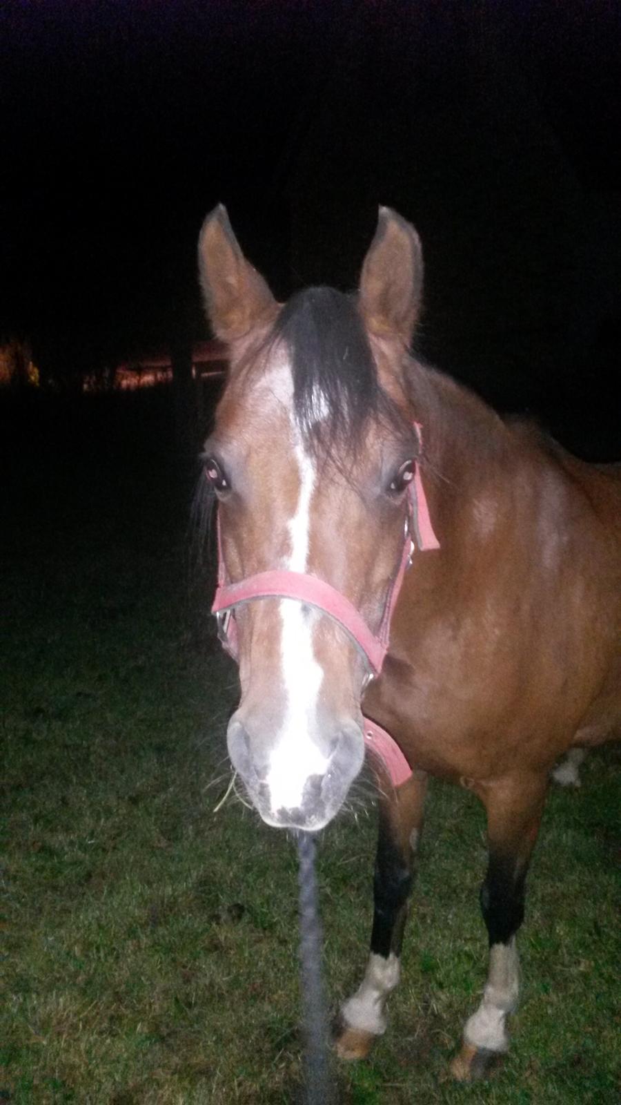 Anden særlig race Jasmin - Kl 22.15 d. 21 august da hun var ankommet billede 7