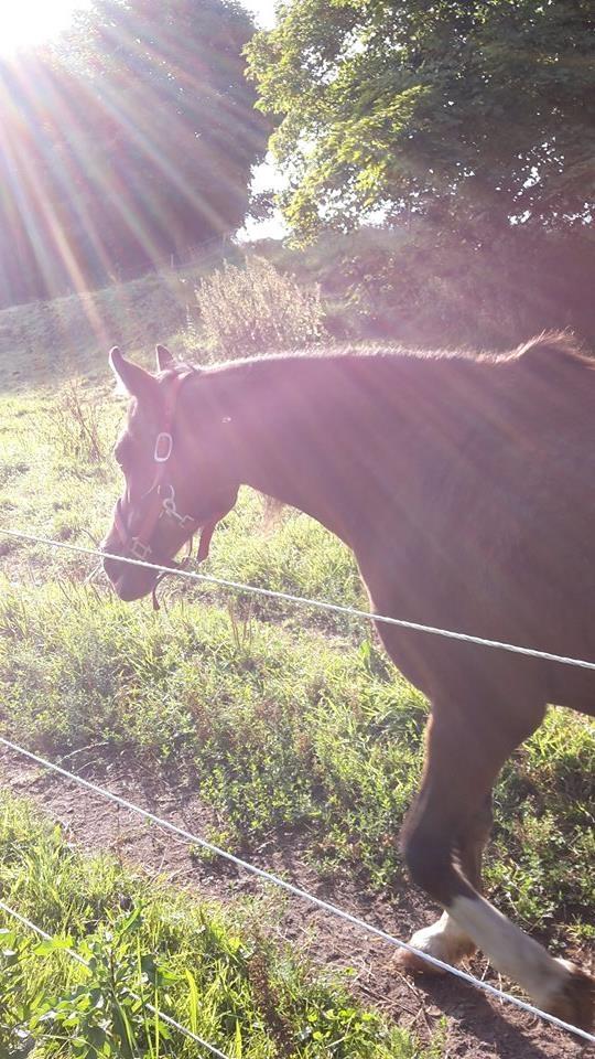 Anden særlig race Jasmin - Billed fra tidligere ejer  billede 6